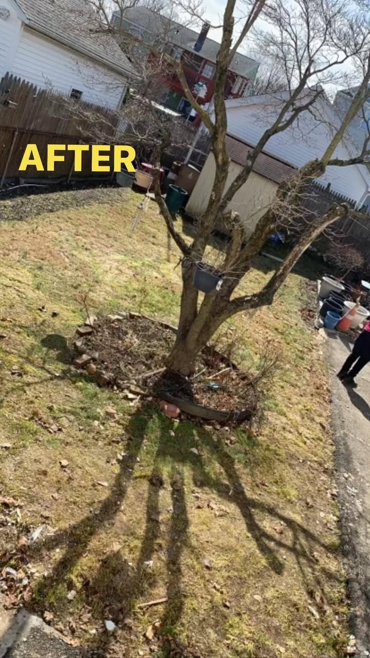 After: the same backyard cleared down to the grass